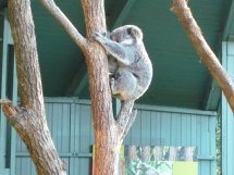 [Koala.jpg]