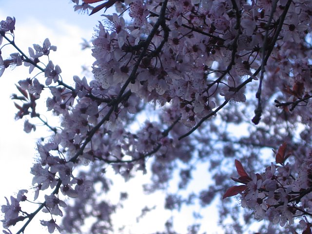 [Cherry+blossoms.jpg]
