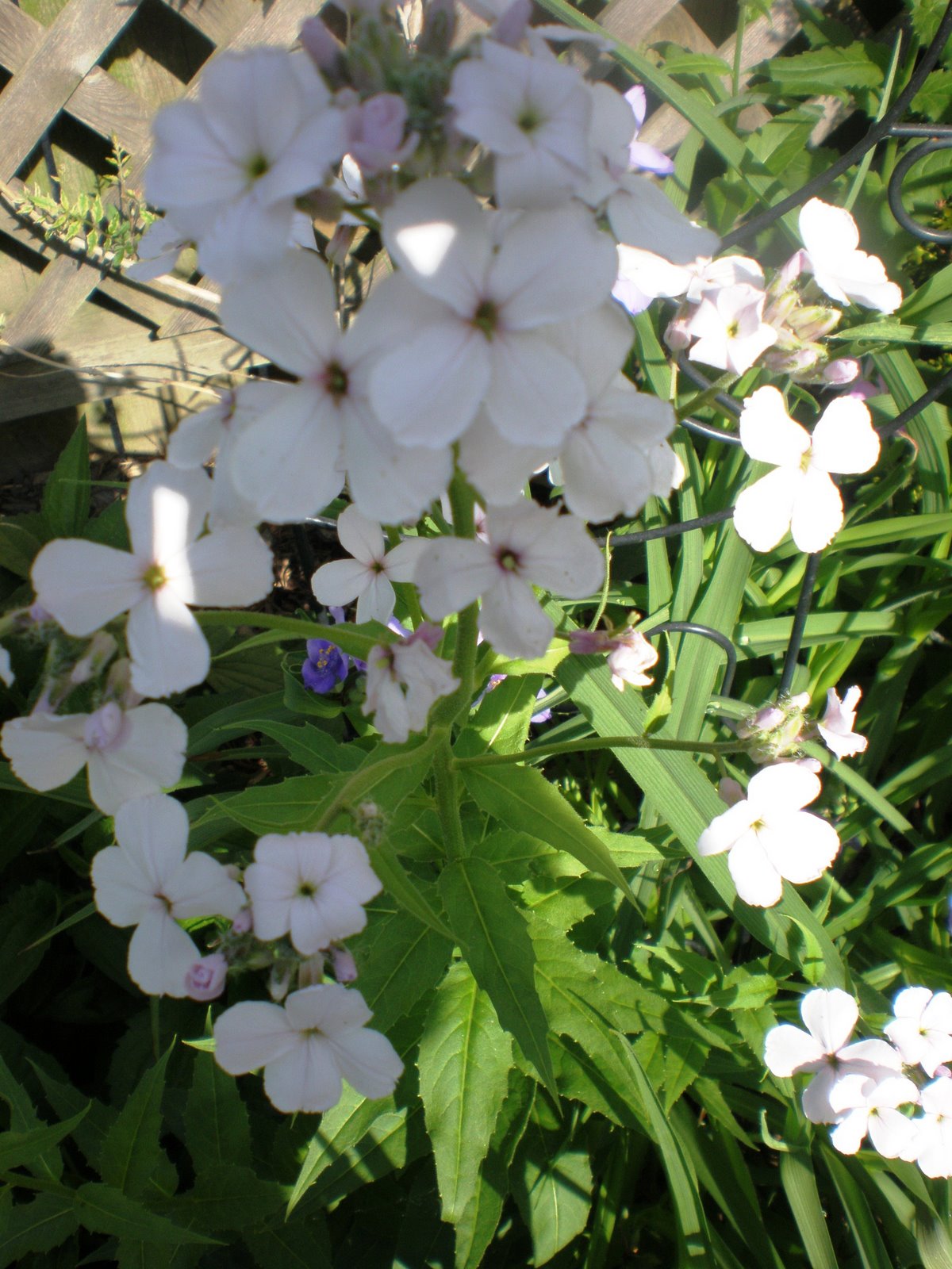[white+flowers+06-07-08.JPG]
