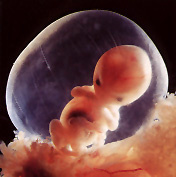 [embrion_09.jpg]