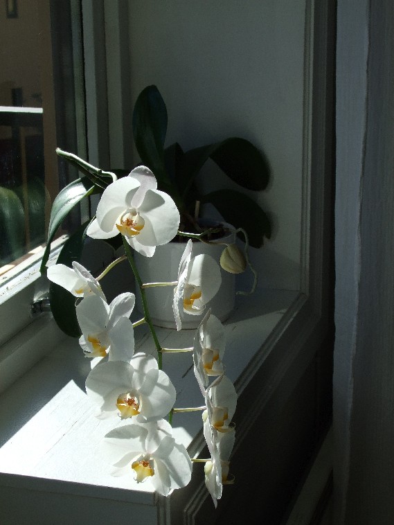 [orkide.jpg]