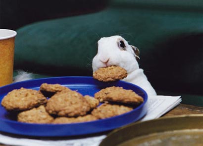 [bunny-cookie.jpg]