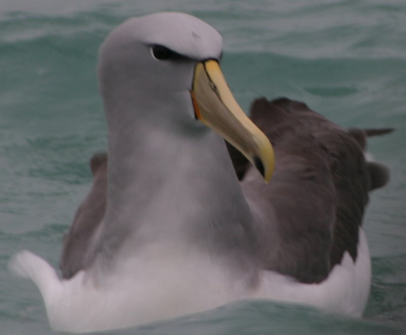 [Chatam+Island+Albatross.jpg]