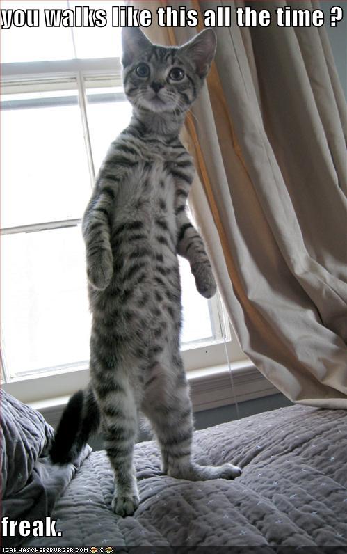 [funny-pictures-bipedal-cat-hates-you.jpg]
