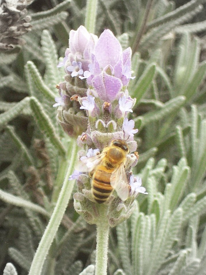 lavender flower with bee resting on
