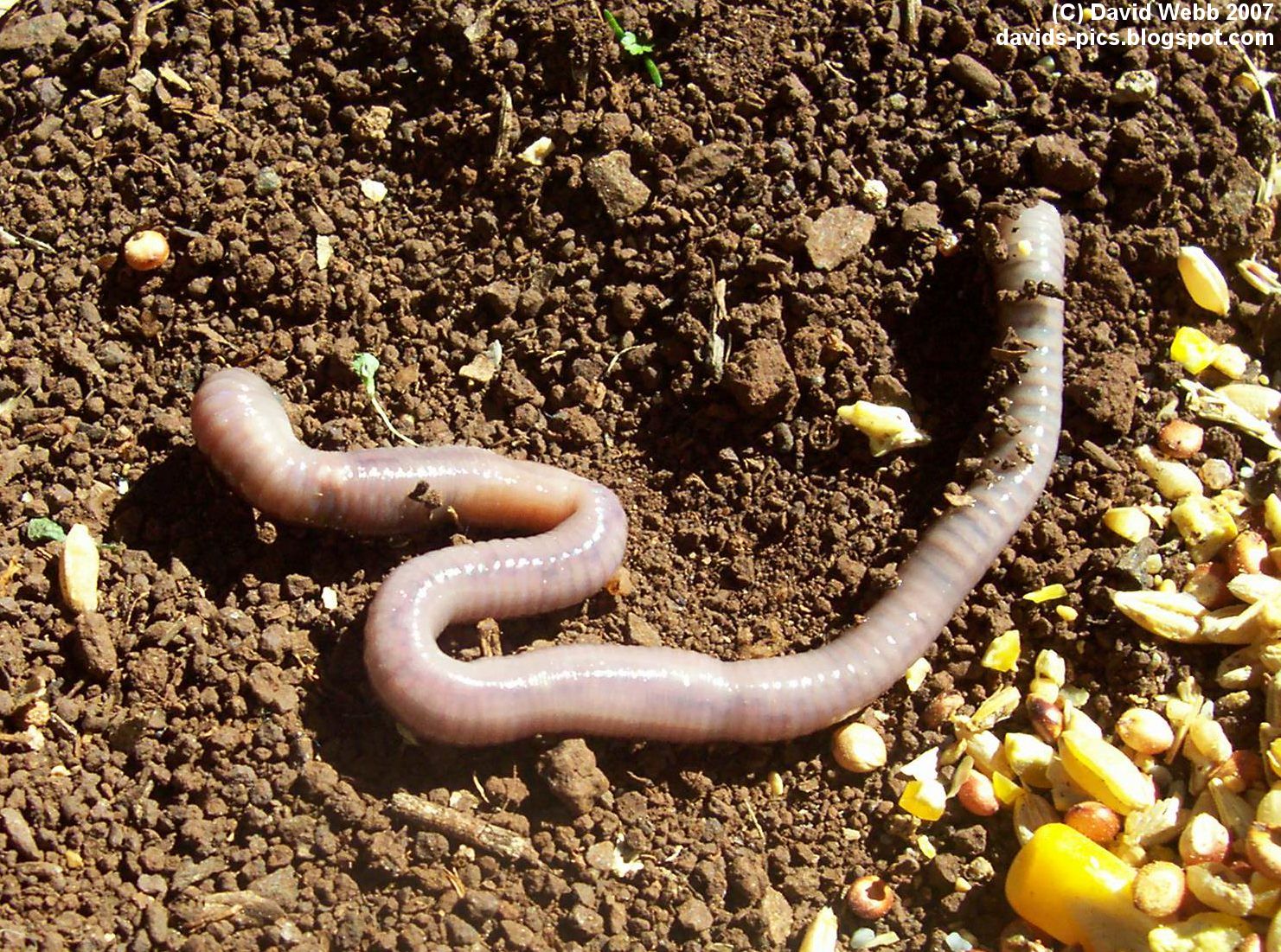 the earth worm - the creature from below - an earthworm on dirt with various grains: corn, sorghum, etc.