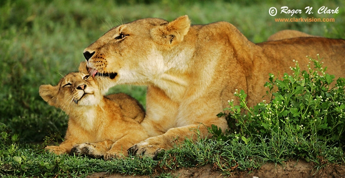 [lion_cub_and_mother_c01_22_2007_jz3f9481_b-700.JPG]