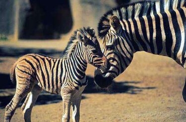 [Mom-Baby_Zebra2.JPG]