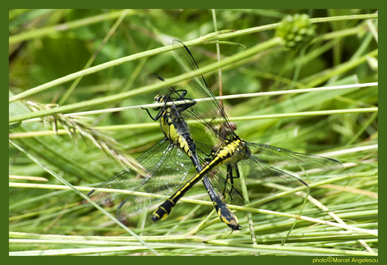 [dragonflies+in+love....jpg]