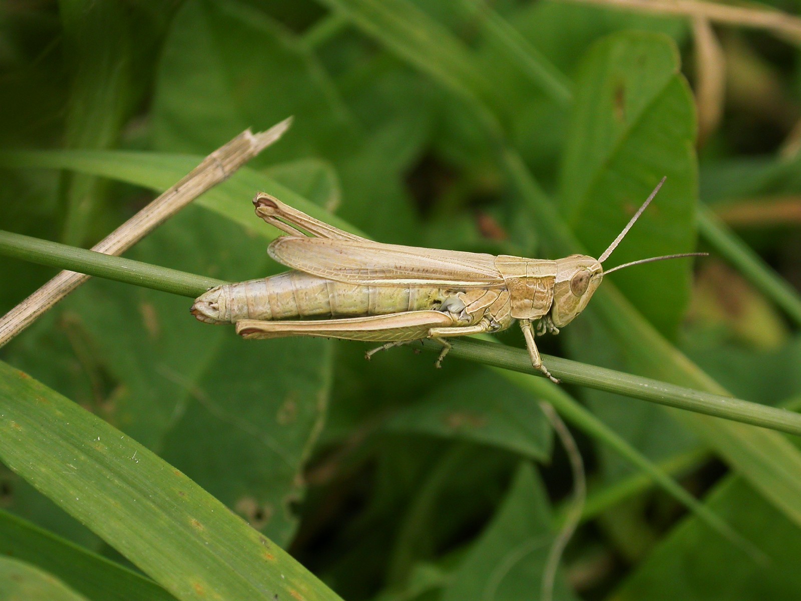 [grasshopper+3.jpg]