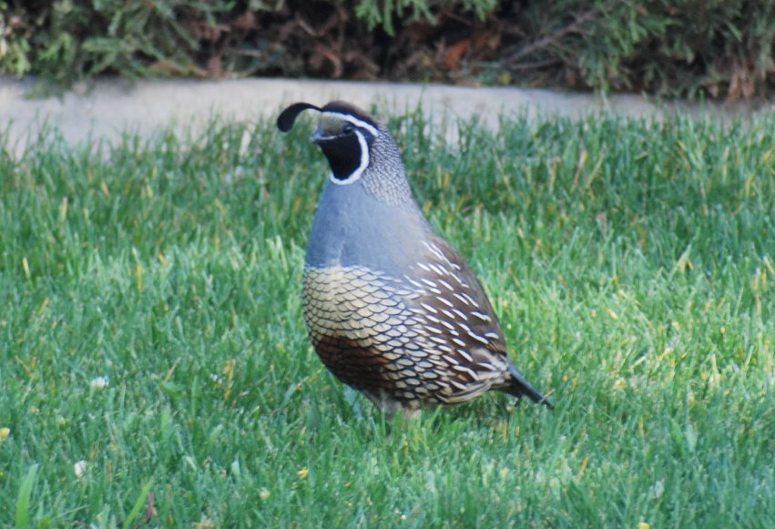 [california+quail.jpg]