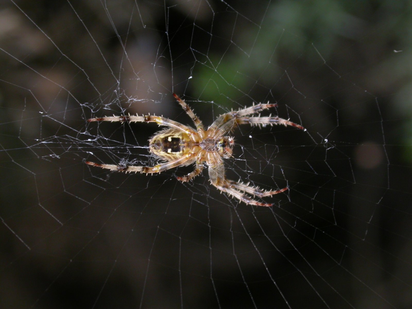 [spider+in+web.jpg]