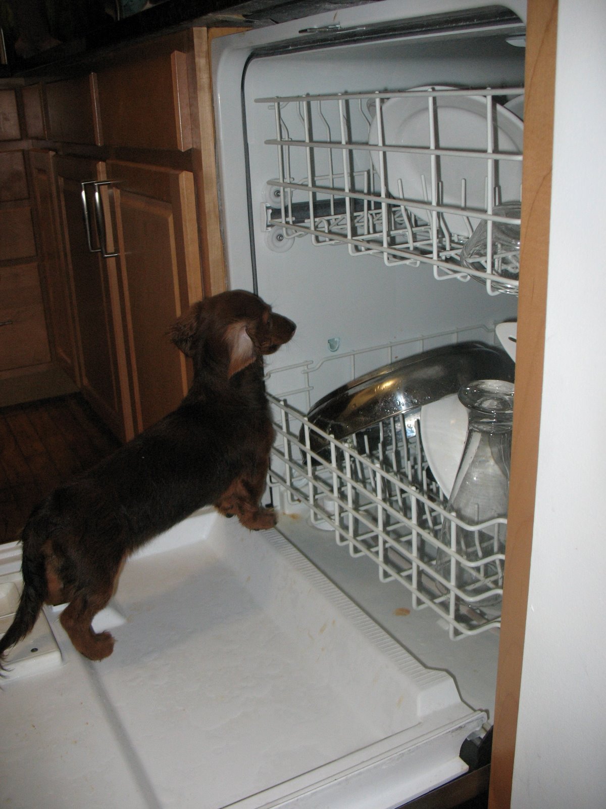 [dishwasher.jpg]