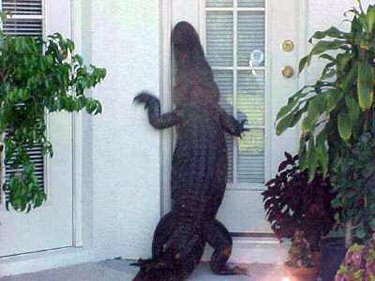 [alligator-at-door.jpg]