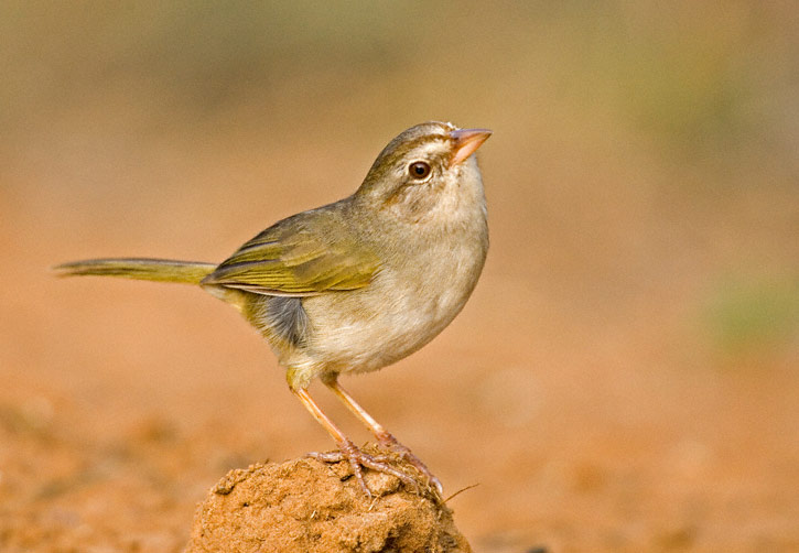 [Olive-Sparrow-0019.jpg]