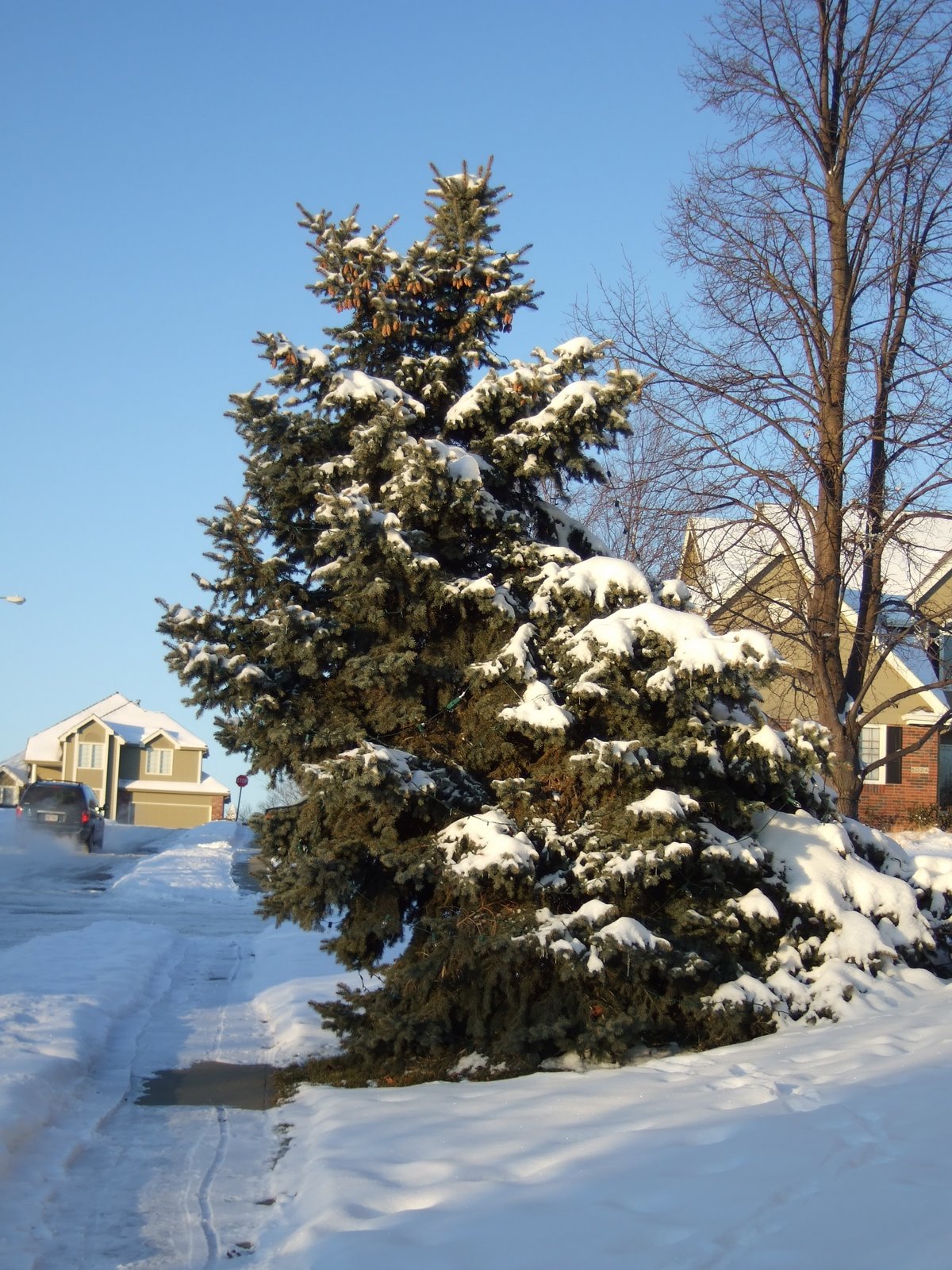 [bent+tree+with+snow+I.JPG]