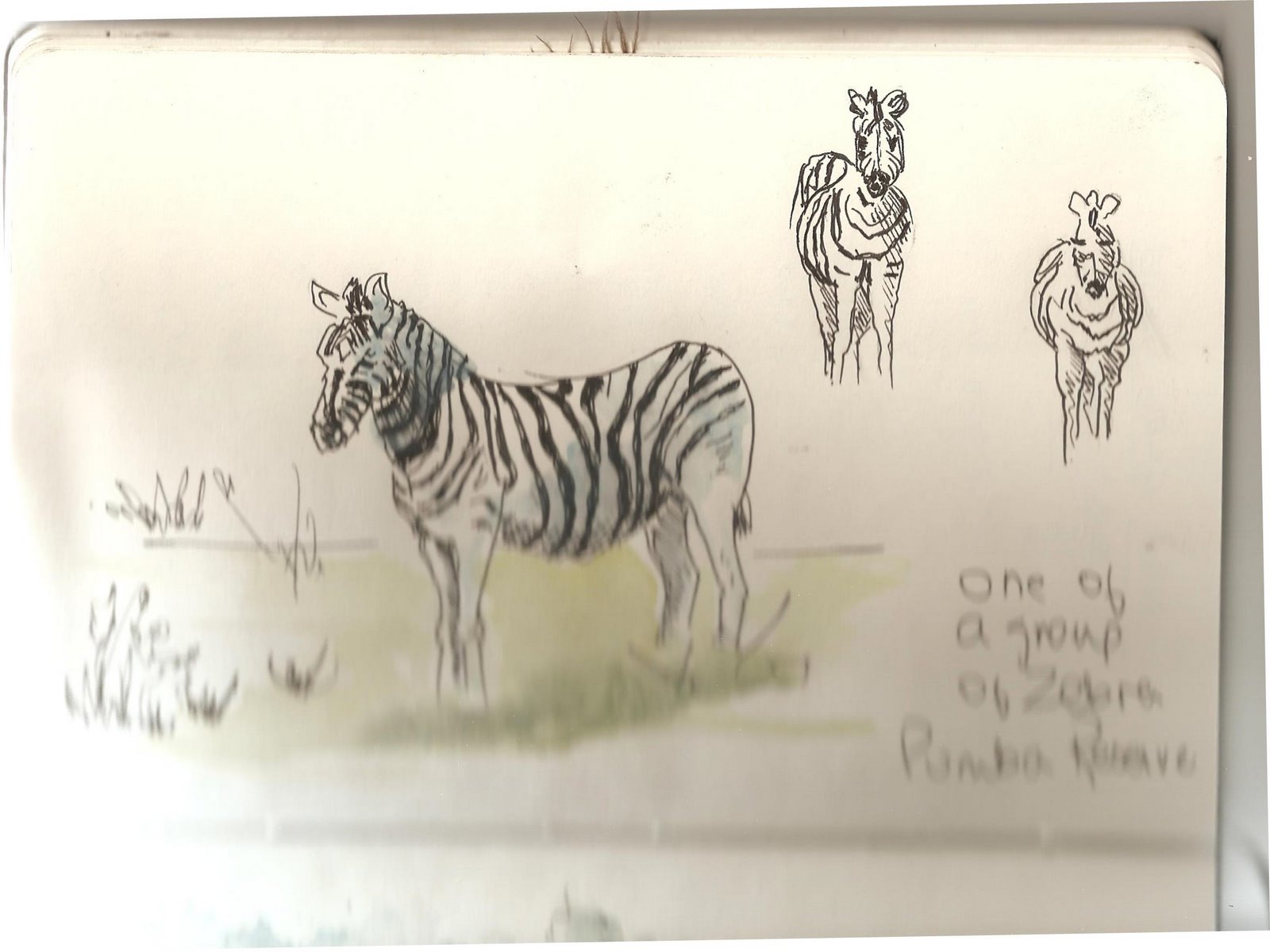 [zebra+sketch.jpg]