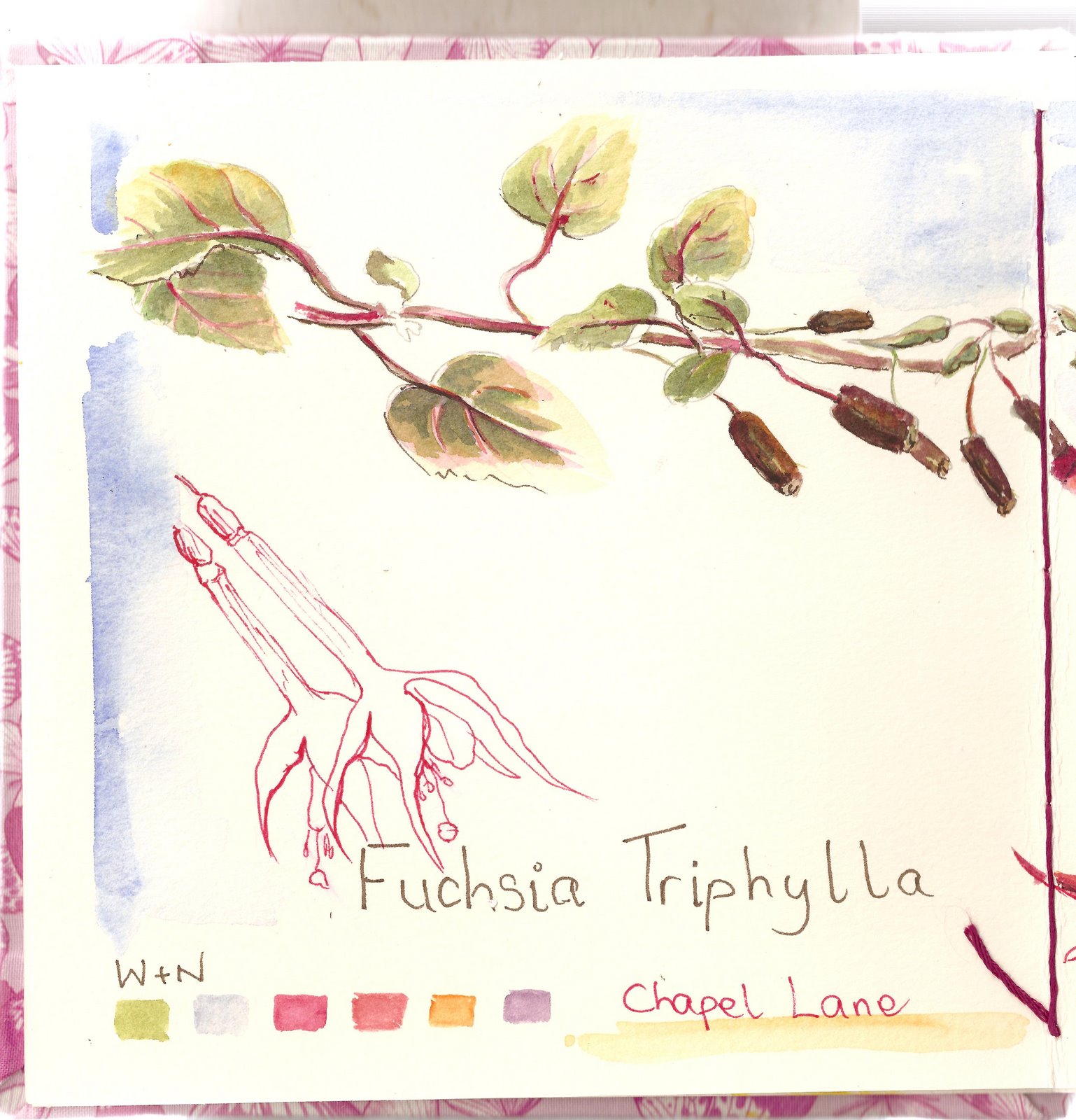 [Fuchsia+Triphylla++lefthand+page.jpg]