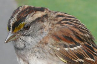 [White-throated-Sparrow-HNR-.jpg]