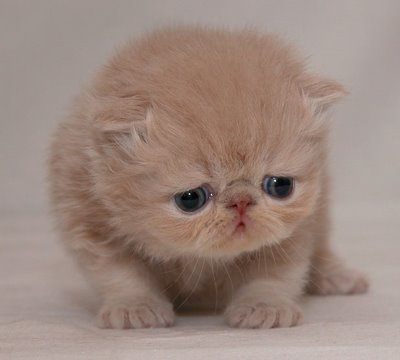 [cute-sad-kitten06.jpg]