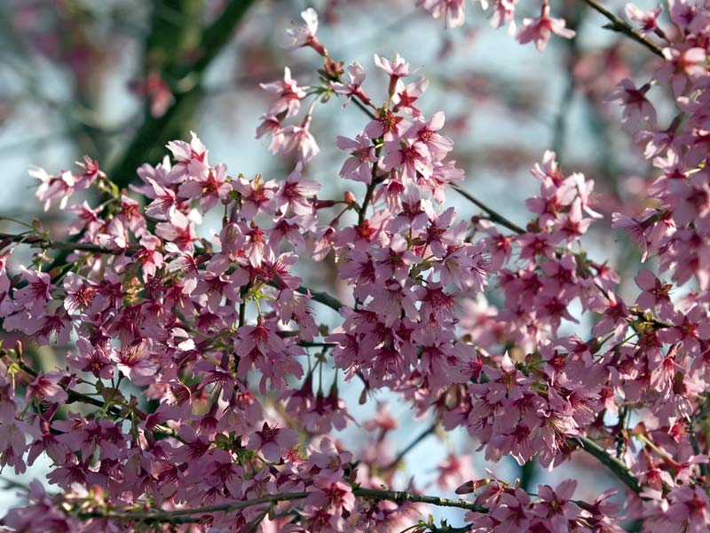 [pink-spring-blossom.jpg]