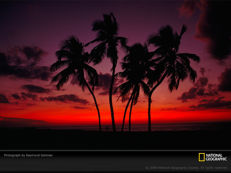 [sunset-palm-trees-gehman-88192-sw.jpg]