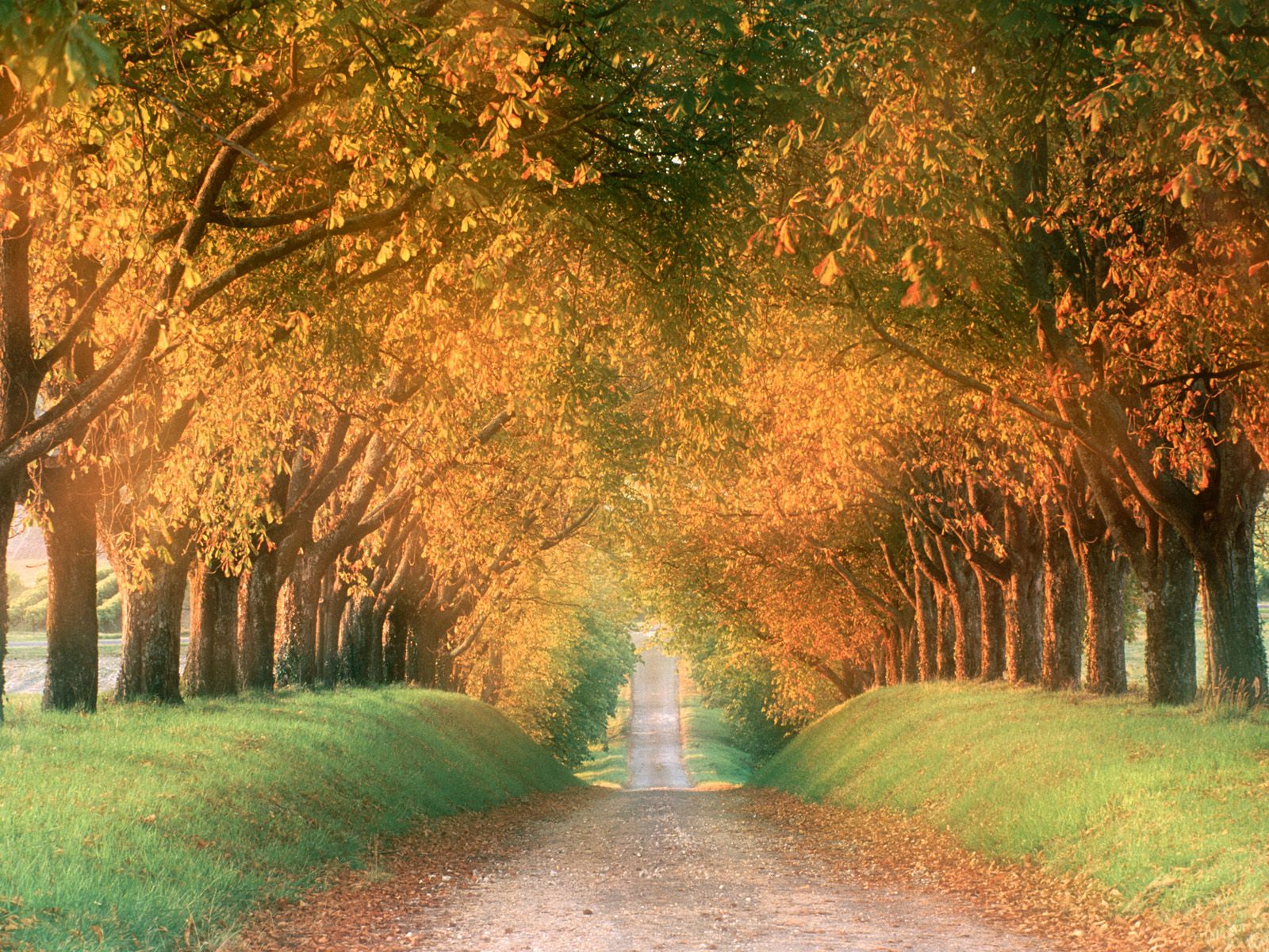 [Autumn+Road,+Cognac+Region,+France.jpg]