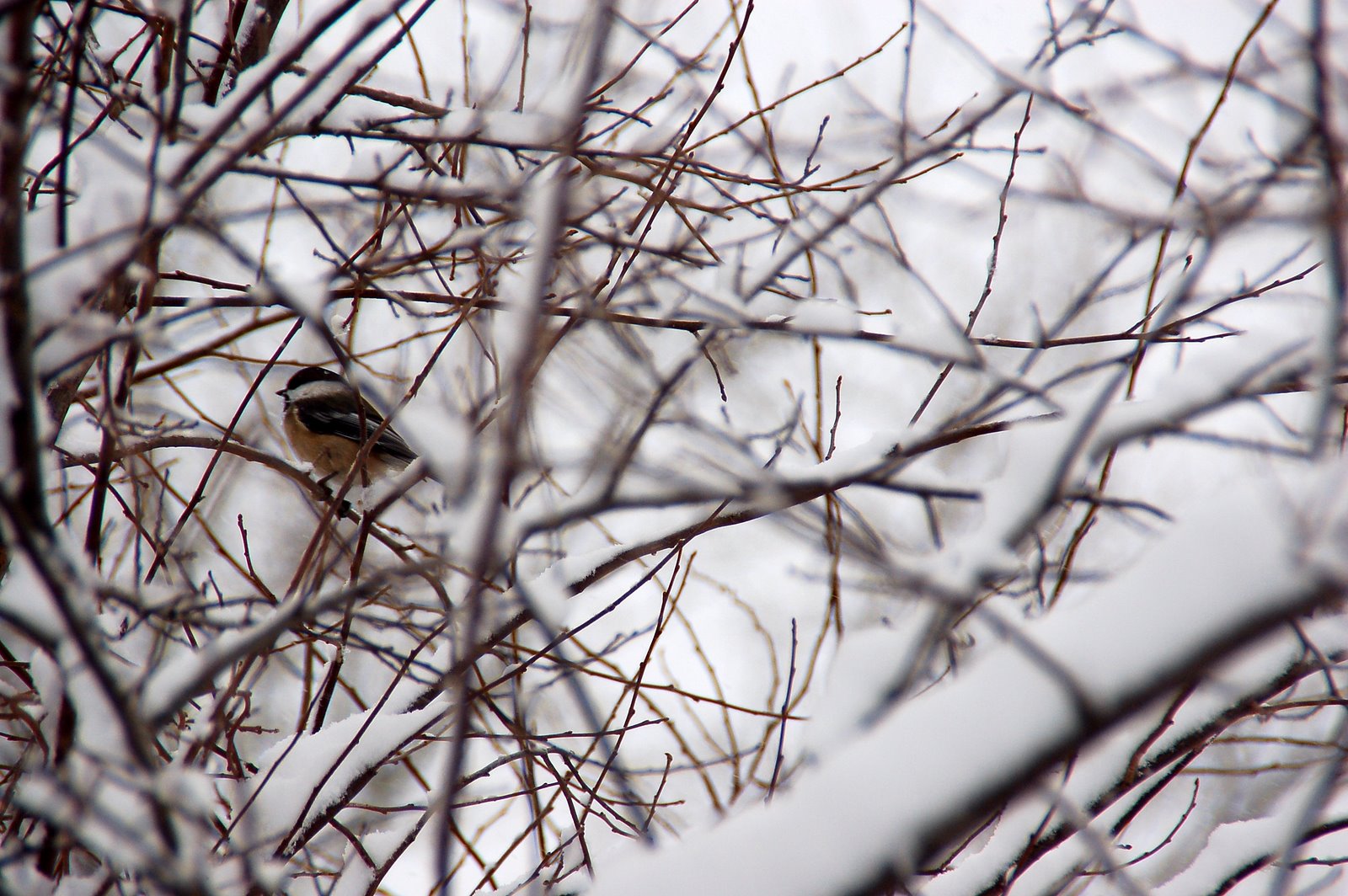 [winter+bird.JPG]