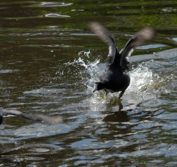 [coot+chasing+coot+r.jpg]