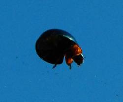 [Ladybug+on+glass+r.jpg]