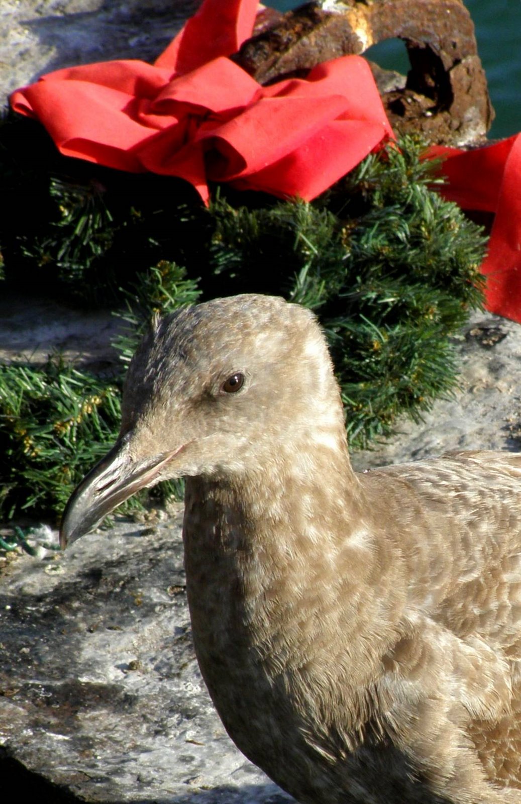 [Gull+Christmas.jpg]