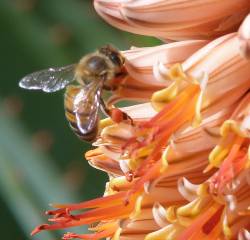 [Bee+on+Aloe.jpg]