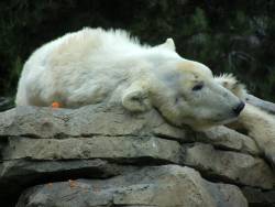 [polar+bear.jpg]