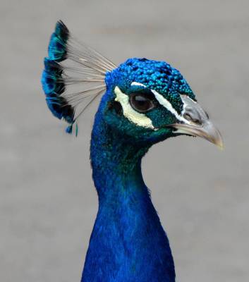 [peacock+r.jpg]