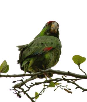 [Parrot+on+tree+r.jpg]
