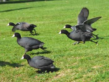 [Coots+on+the+Run+r.jpg]