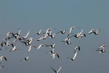 [flock+of+terns+r.jpg]