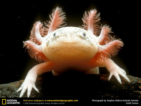 [axolotl.jpg]