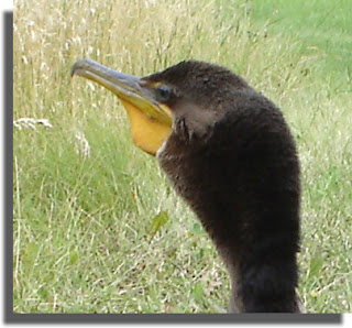 Cormorant closeup