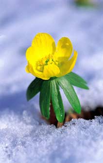 [Snow-Flower.jpg]