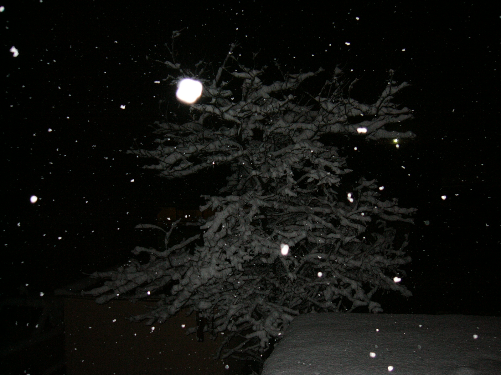 [snowtree.JPG]