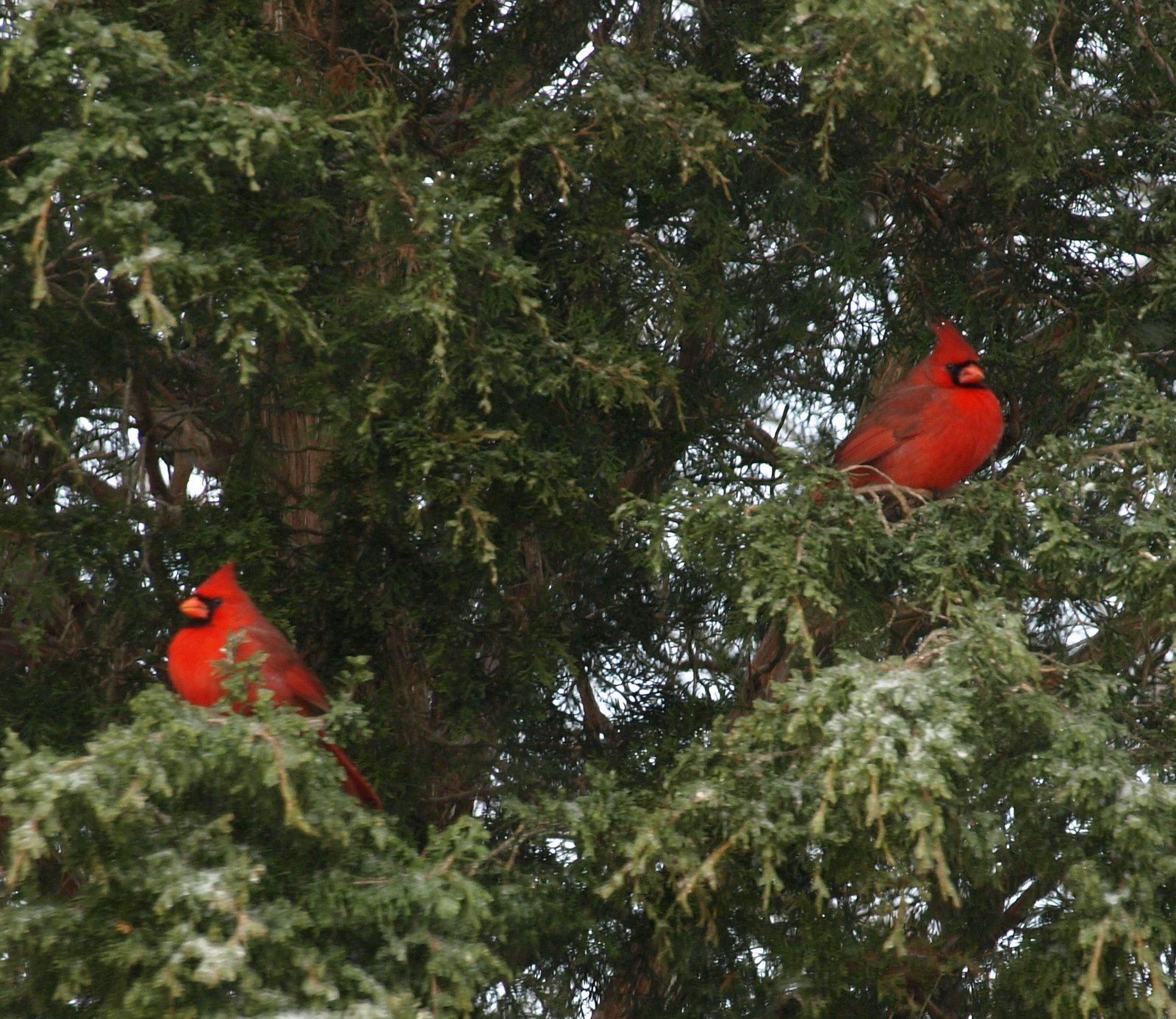 [cardinals+waiting.JPG]