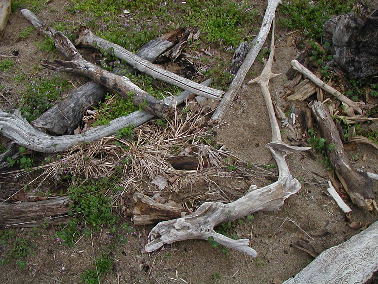 [driftwood+2007.JPG]