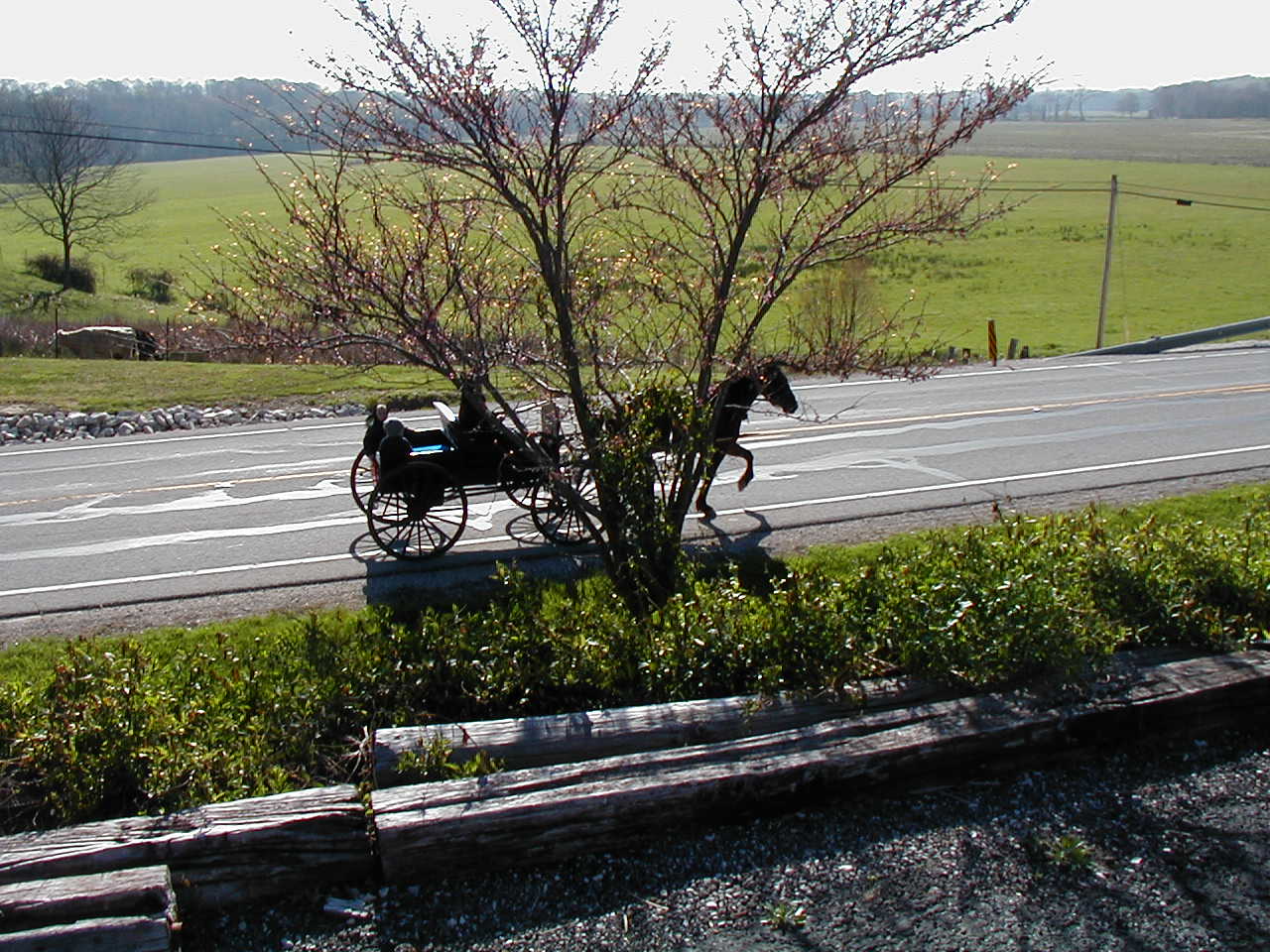 [horse+and+buggy.JPG]