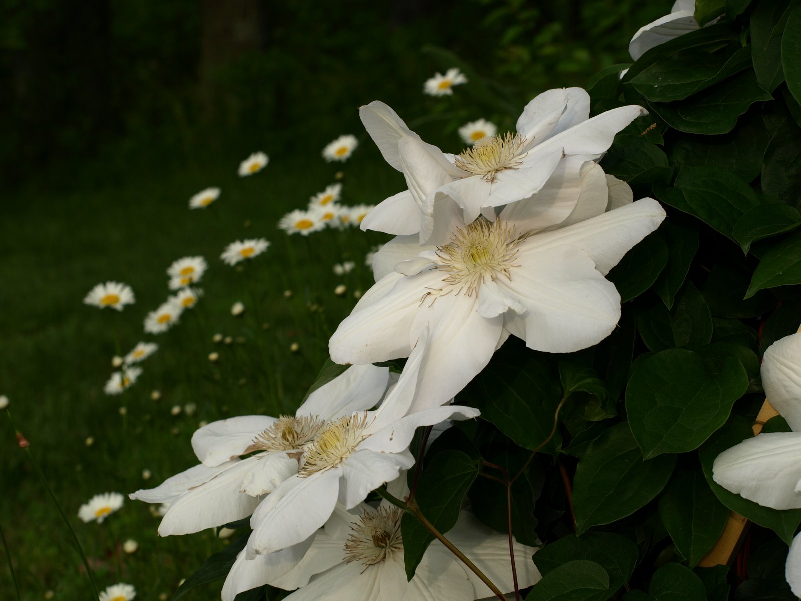 [clematis+with+daisy.JPG]