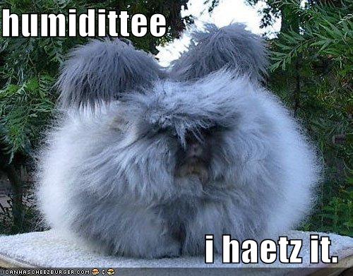 [funny-pictures-i-hate-humidity.jpg]