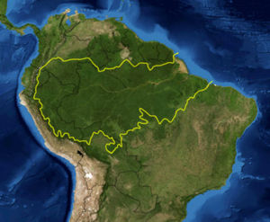 [300px-Amazon_rainforest.jpg]