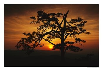 [128371~The-Silhouette-of-a-Pine-Tree-on-Ravens-Roost-Overlook-Posters.jpg]