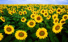 [220px-Sunflowers.jpg]