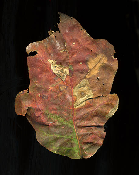 [Autumn+leaf+#25+sm.jpg]